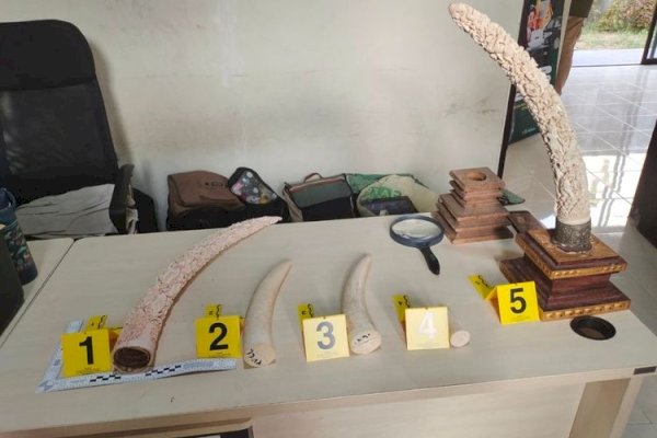 Gakkum Kehutanan Ungkap Jaringan Perdagangan Gading Gajah di Bali Melalui Patroli Siber