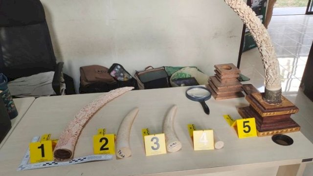 Gakkum Kehutanan Ungkap Jaringan Perdagangan Gading Gajah di Bali Melalui Patroli Siber
