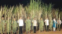 Dukung Swasembada Gula Nasional, Wabup Takalar Hadiri Panen Raya Tebu TNI Bersama Gubernur Sulsel