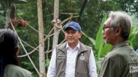 Wamenhut Tinjau PKRO SOCP dan Orangutan Haven, Empat Orangutan Sumatera Siap Dilepasliarkan ke Jambi