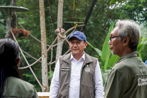 Wamenhut Tinjau PKRO SOCP dan Orangutan Haven, Empat Orangutan Sumatera Siap Dilepasliarkan ke Jambi
