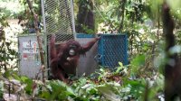 Kemenhut Lepasliarkan Lima Individu Orangutan Tahap Ke-18 ke Taman Nasional Betung Kerihun