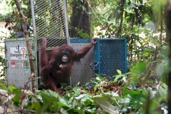 Kemenhut Lepasliarkan Lima Individu Orangutan Tahap Ke-18 ke Taman Nasional Betung Kerihun