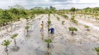 Kemenhut Bersama Mitra Kerja Pulihkan 352 Hektare Kawasan Suaka Margasatwa Karang Gading dan Langkat Timur Laut
