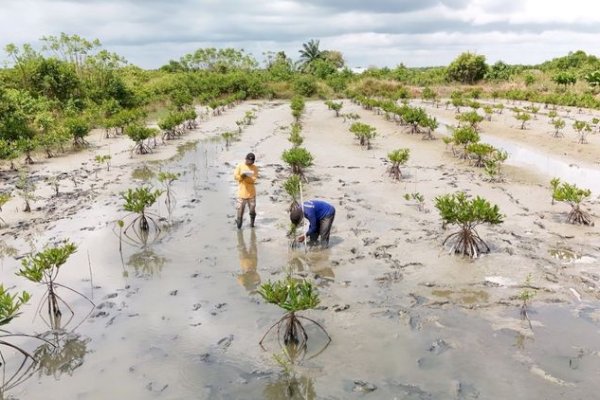 Kemenhut Bersama Mitra Kerja Pulihkan 352 Hektare Kawasan Suaka Margasatwa Karang Gading dan Langkat Timur Laut