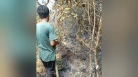 Kemenhut Perkuat Deteksi Dini dan Respons Cepat Pengendalian Karhutla di Sumatera Selatan