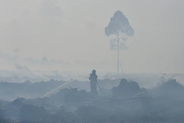El Nino Datang Lebih Cepat, Antisipasi Penting buat Cegah Karhutla