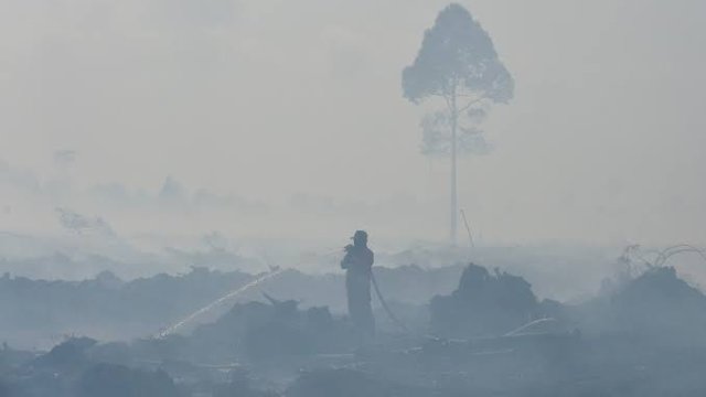 El Nino Datang Lebih Cepat, Antisipasi Penting buat Cegah Karhutla