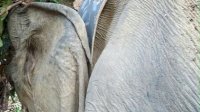 Pantau Pergerakan Secara Real-Time, BKSDA Bengkulu Berhasil Pasang GPS Collar pada Gajah Liar di Mukomuko
