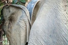 Pantau Pergerakan Secara Real-Time, BKSDA Bengkulu Berhasil Pasang GPS Collar pada Gajah Liar di Mukomuko