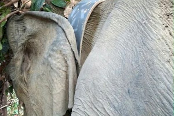 Pantau Pergerakan Secara Real-Time, BKSDA Bengkulu Berhasil Pasang GPS Collar pada Gajah Liar di Mukomuko