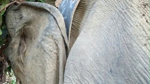 Pantau Pergerakan Secara Real-Time, BKSDA Bengkulu Berhasil Pasang GPS Collar pada Gajah Liar di Mukomuko