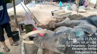 Kabar Duka dari PLG Minas: Gajah Binaan “Jovi” Tutup Usia Setelah 34 Hari Perawatan Intensif