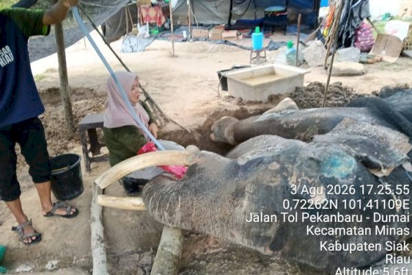 Kabar Duka dari PLG Minas: Gajah Binaan “Jovi” Tutup Usia Setelah 34 Hari Perawatan Intensif
