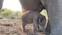 Kado Istimewa HUT ke-81 RI: Anak Gajah Sumatera Lahir Sehat di PKG Jalur 21 Padang Sugihan