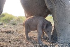 Kado Istimewa HUT ke-81 RI: Anak Gajah Sumatera Lahir Sehat di PKG Jalur 21 Padang Sugihan