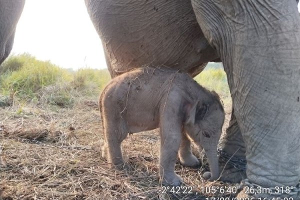 Kado Istimewa HUT ke-81 RI: Anak Gajah Sumatera Lahir Sehat di PKG Jalur 21 Padang Sugihan