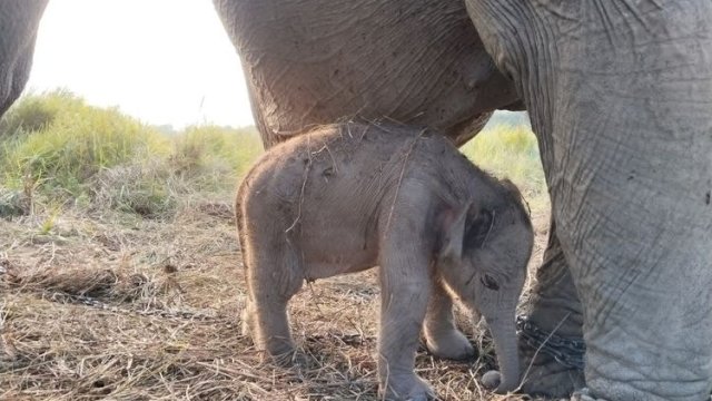 Kado Istimewa HUT ke-81 RI: Anak Gajah Sumatera Lahir Sehat di PKG Jalur 21 Padang Sugihan