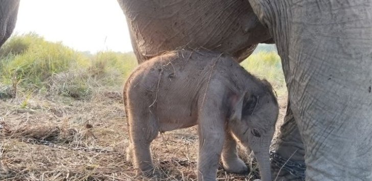 Kado Istimewa HUT ke-81 RI: Anak Gajah Sumatera Lahir Sehat di PKG Jalur 21 Padang Sugihan