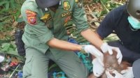 Mitigasi Risiko Kemarau, Kemenhut Bergerak Cepat Selamatkan dan Translokasikan Orangutan di Kalimantan Barat