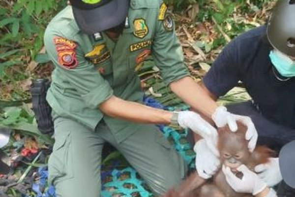 Mitigasi Risiko Kemarau, Kemenhut Bergerak Cepat Selamatkan dan Translokasikan Orangutan di Kalimantan Barat