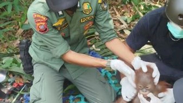 Mitigasi Risiko Kemarau, Kemenhut Bergerak Cepat Selamatkan dan Translokasikan Orangutan di Kalimantan Barat