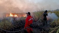 Api di Taman Nasional Way Kambas Berhasil Dipadamkan, Seluruh Gajah Terpantau Aman
