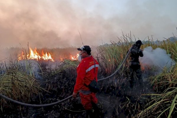 Api di Taman Nasional Way Kambas Berhasil Dipadamkan, Seluruh Gajah Terpantau Aman