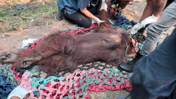 Kemenhut Evakuasi Orangutan dalam Kondisi Lemah dari Lokasi Terdampak Kebakaran di Ketapang