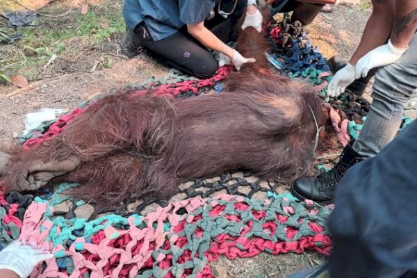 Kemenhut Evakuasi Orangutan dalam Kondisi Lemah dari Lokasi Terdampak Kebakaran di Ketapang