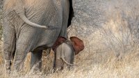 Api di TN Way Kambas Berhasil Dipadamkan, Seluruh Gajah Terpantau Aman
