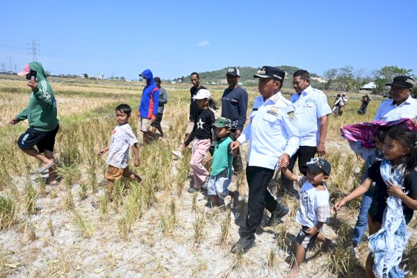 Bupati Sidrap Syaharuddin Apresiasi Rasyid, Panen 9 Ton Gabah di Tengah El Nino