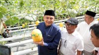 Wali Kota Appi Panen Melon di Bukit Baruga, Urban Farming Masjid Bin Baz Bakal Jadi Percontohan