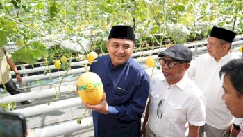 Wali Kota Appi Panen Melon di Bukit Baruga, Urban Farming Masjid Bin Baz Bakal Jadi Percontohan