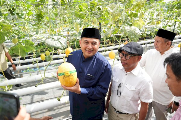 Wali Kota Appi Panen Melon di Bukit Baruga, Urban Farming Masjid Bin Baz Bakal Jadi Percontohan