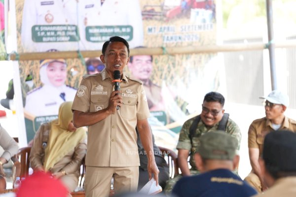 Desa Padaloang Alau Tetap Panen 11,6 Ton per Hektare di Tengah El Nino