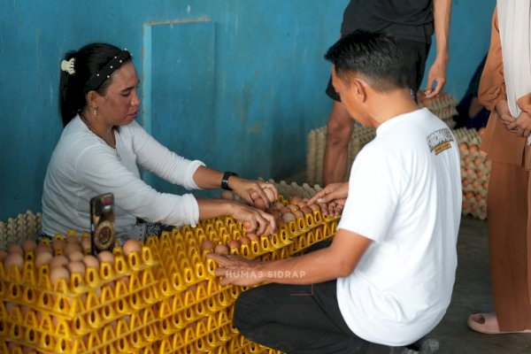 Bupati Syaharuddin Tinjau Peternakan 200 Ribu Ayam, Telur Sidrap Tembus Kalimantan