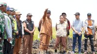 El Nino Ancam 400 Hektare Sawah, Bupati Sidrap Siapkan Tambahan Pompa Air
