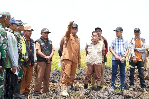 El Nino Ancam 400 Hektare Sawah, Bupati Sidrap Siapkan Tambahan Pompa Air