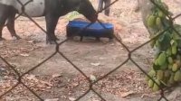 BKSDA Bengkulu Selamatkan Tapir Terperosok di Saluran Air Kebun Sawit Mesuji