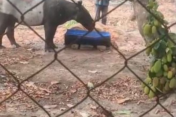 BKSDA Bengkulu Selamatkan Tapir Terperosok di Saluran Air Kebun Sawit Mesuji