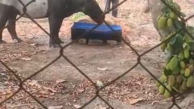 BKSDA Bengkulu Selamatkan Tapir Terperosok di Saluran Air Kebun Sawit Mesuji