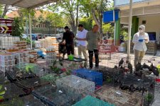 Kemenhut Gagalkan Pengangkutan 3.578 Burung Antarpulau