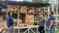 Kemenhut Ungkap Sindikat Peredaran Kayu Ilegal di Maluku, Berkas Perkara Dilimpahkan ke Kejaksaan