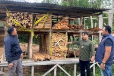 Kemenhut Ungkap Sindikat Peredaran Kayu Ilegal di Maluku, Berkas Perkara Dilimpahkan ke Kejaksaan