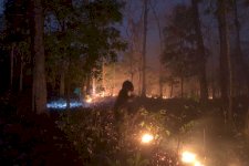 Kemenhut Amankan Pria Berinisial MF dan Terancam 10 Tahun Penjara