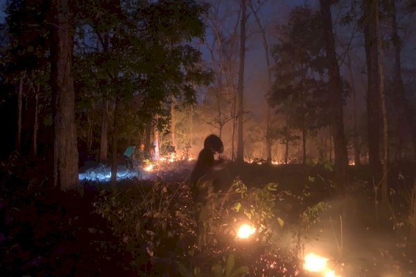 Kemenhut Amankan Pria Berinisial MF dan Terancam 10 Tahun Penjara