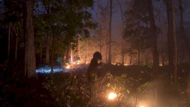 Kemenhut Amankan Pria Berinisial MF dan Terancam 10 Tahun Penjara