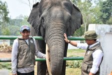 Kemenhut Perkuat Perlindungan Koridor Gajah Sumatra di Lanskap Bukit Tigapuluh
