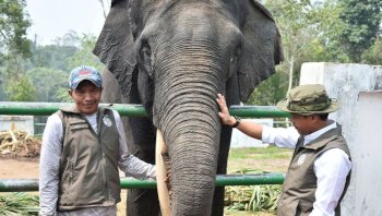 Kemenhut Perkuat Perlindungan Koridor Gajah Sumatra di Lanskap Bukit Tigapuluh